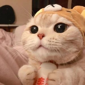 Meet your Posher, Clara